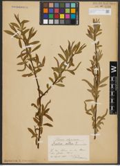 Foto von Salix alba L.